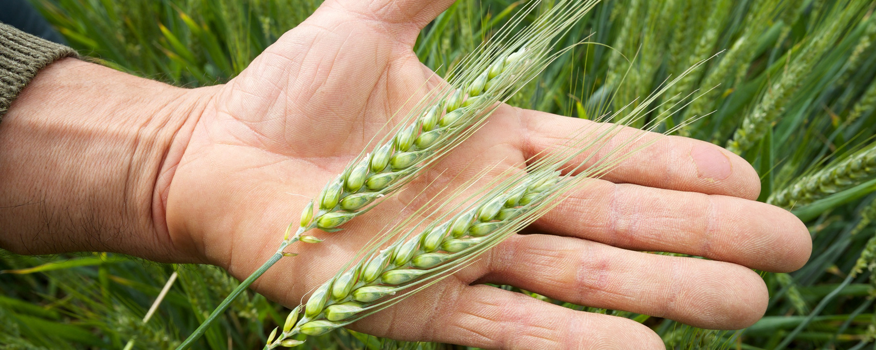 Le blé bio d'Agribio Union, coopérative biologique