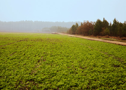 The Lands of Agribio Union, organic wheat producer: Atlantic coast