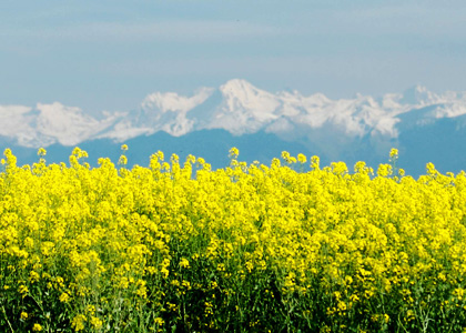 Les territoires d'Agribio Union, producteur de blé bio : côte Atlantique