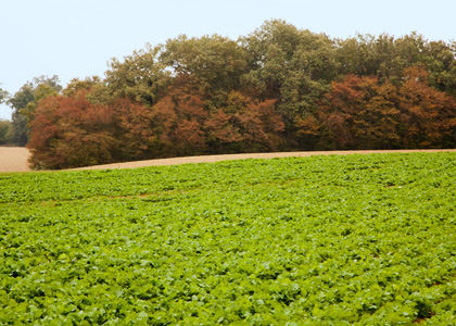 The Lands of Agribio Union, organic wheat producer: Gascogne - Périgord