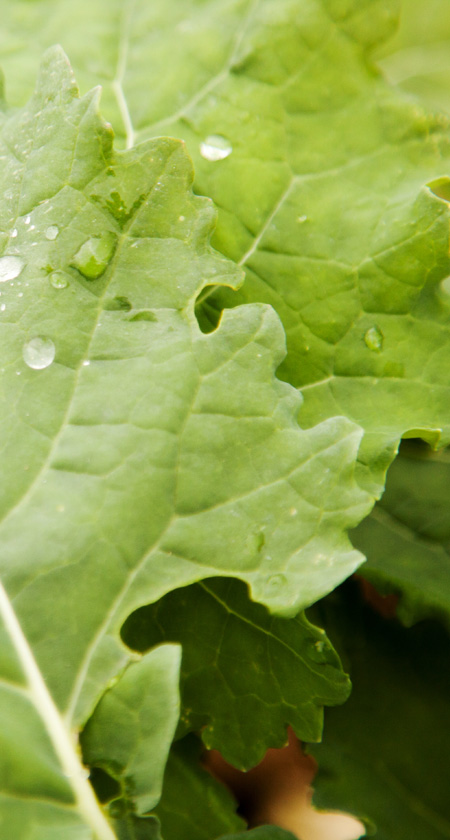 Agribio Union, producteur de blé bio