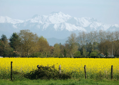 The Lands of Agribio Union, organic wheat producer