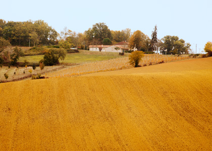 The Lands of Agribio Union, organic wheat producer