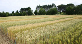 L'appui technique d'Agribio Union, producteur de tournesol bio